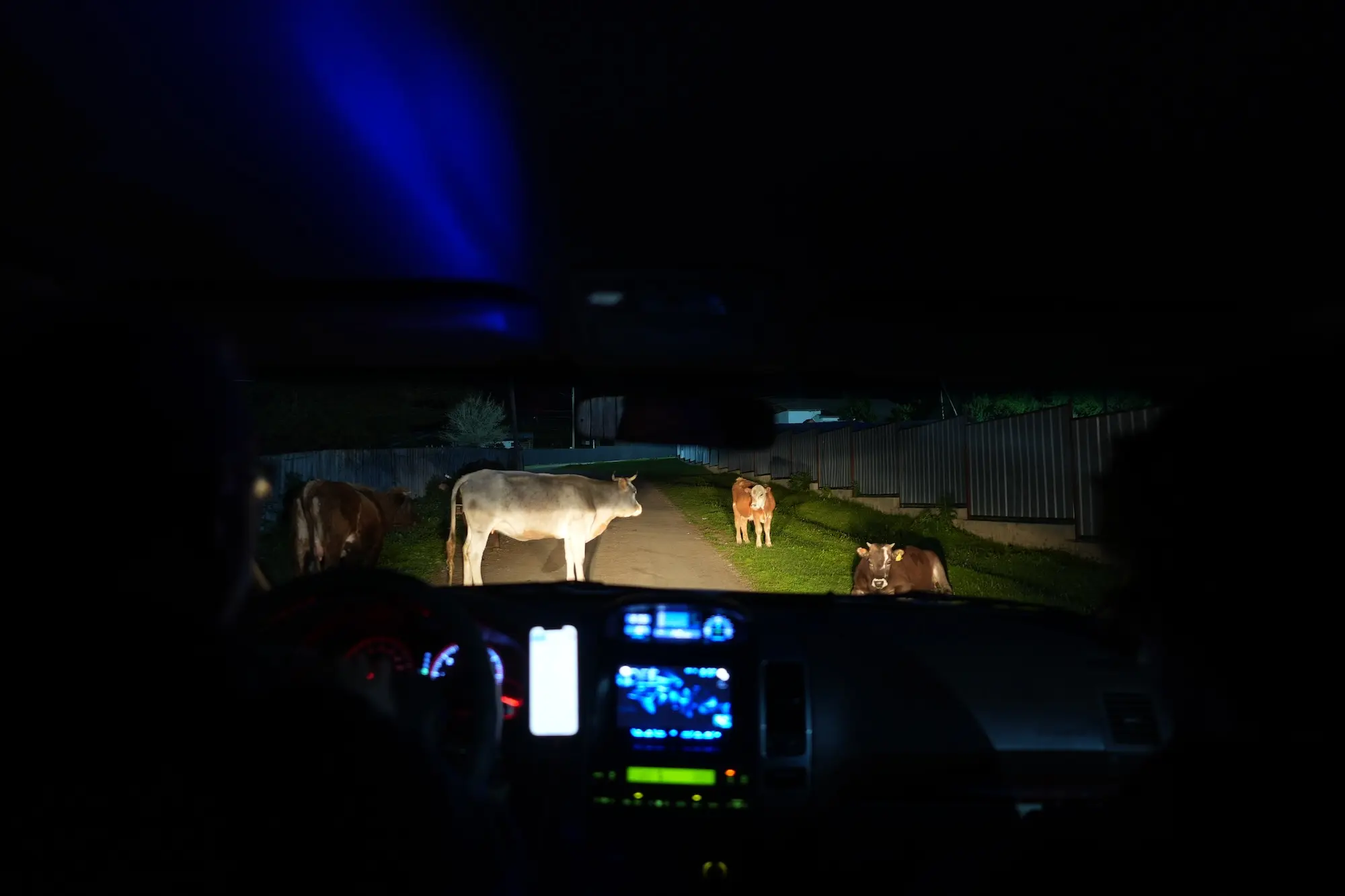 Everyone is in the car, it is dark outside, and there are cows in front of the car.