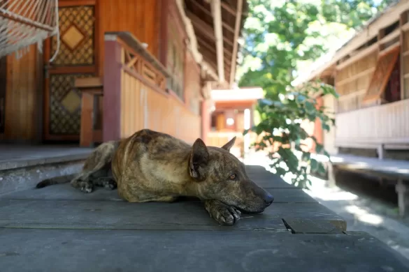 Image of a village dog laying on the porch of the premium beach bungalow