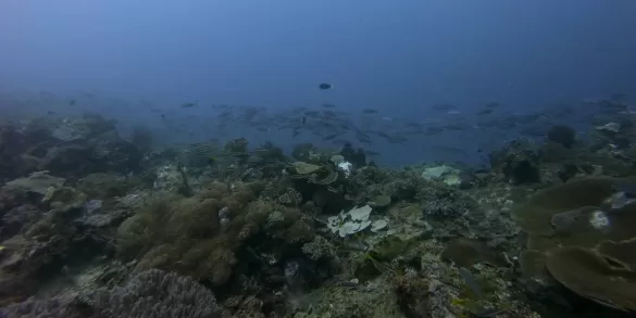 Underwater view of coral and fish